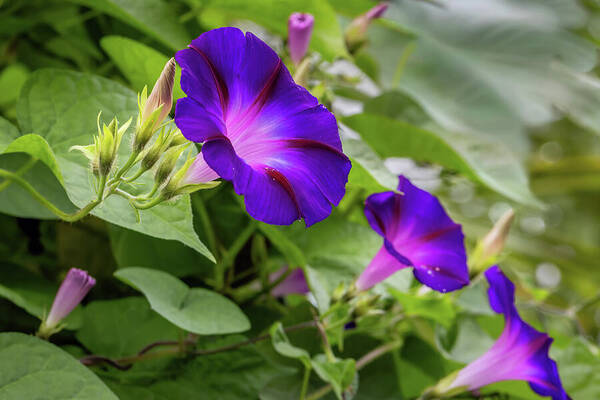 Vibrant Morning Glories in Bloom Art Print