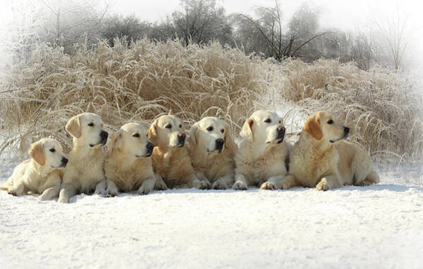 Golden Retrievers in a Snowy Meadow Wall Art