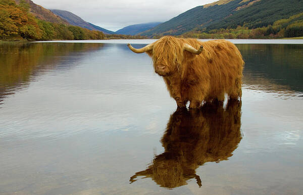 Highland Cow Standing in Tranquil Lake Art Print