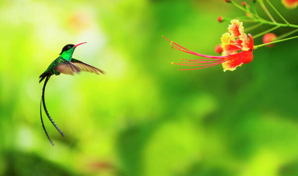 Hummingbird Approaching a Vibrant Flower Wall Art
