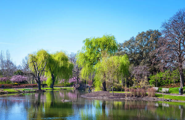 Serene Park with Willow Trees Wall Art