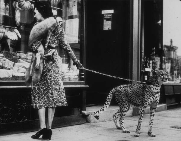 Woman Walking Cheetah on City Street Wall Art