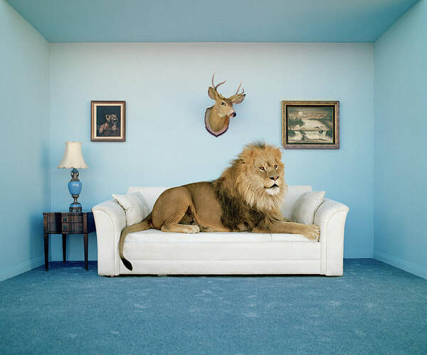 Lion on a White Sofa Art Print