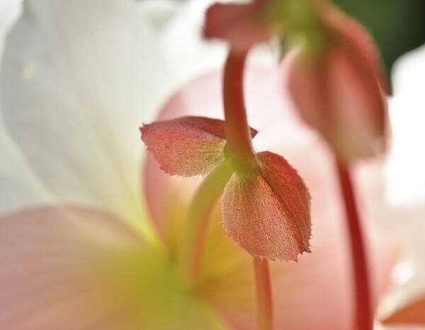 Delicate Blossom Macro Wall Art