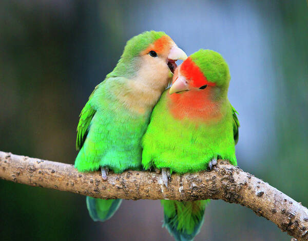 Colorful Lovebirds Perched Together Wall Art