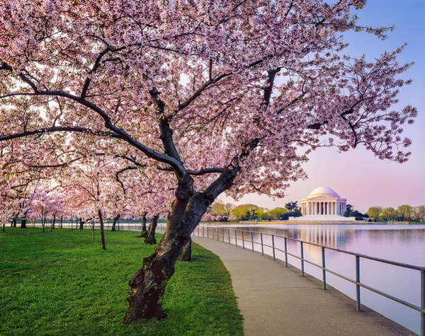 Cherry Blossoms by the Tidal Basin Wall Art
