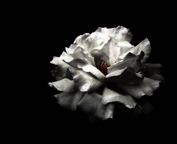 White Rose in Dark Contrast Wall Art