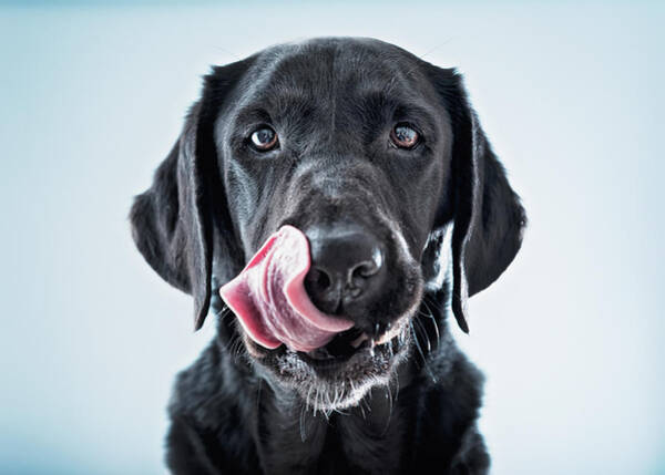 Spain Wall Art featuring the photograph A Black Dog Licking His Lips by Ben Welsh Design Pics