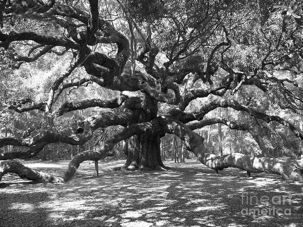 Majestic Sprawling Oak Tree Photograph