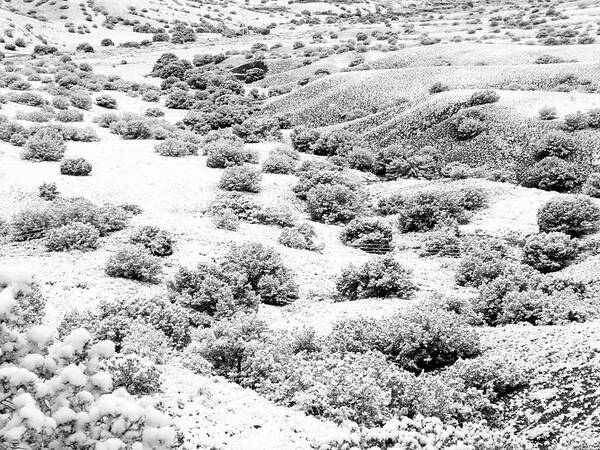 Wintry Day In The High Mountain Desert Art Print