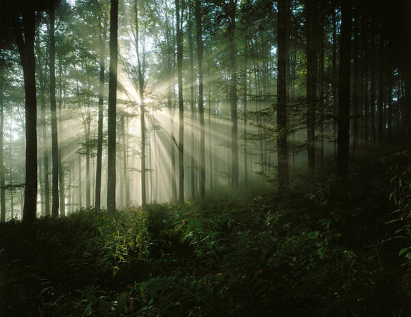 Sun Bursting Through Trees #2 Art Print