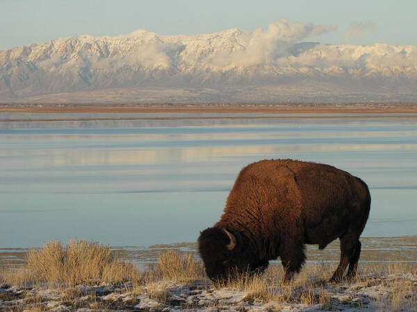 Bison Grazing by Snow-Capped Mountains Wall Art