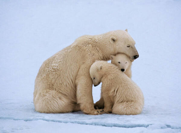 Polar Bear Family on Ice Wall Art