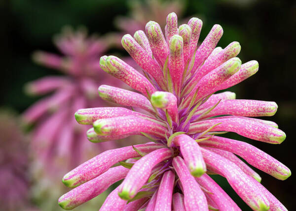 Vibrant Pink Flower Close-Up Art Print
