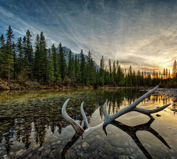 Serene Reflection of Pine Trees Wall Art
