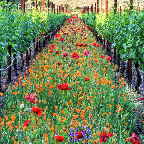 Vibrant Vineyard Pathway Wall Art