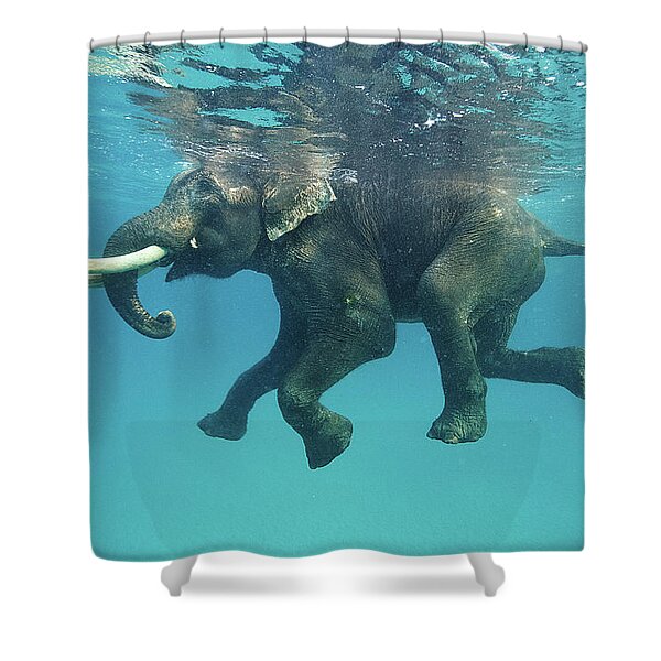 Underwater Elephant Adventure Shower Curtain
