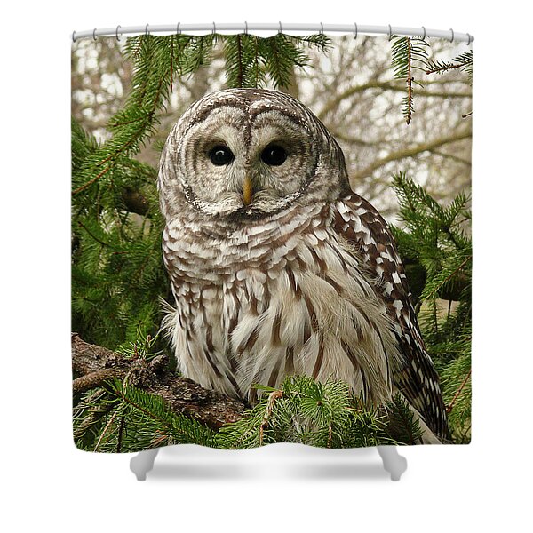 Barred Owl in Pine Tree Shower Curtain