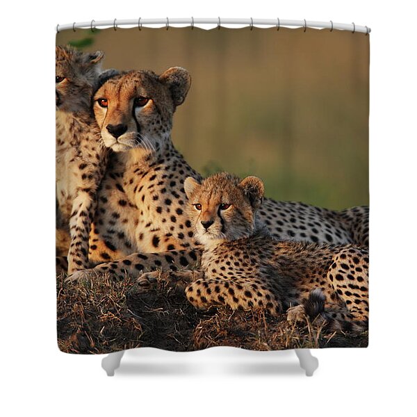 Cheetah Family Resting in the Grass Shower Curtain