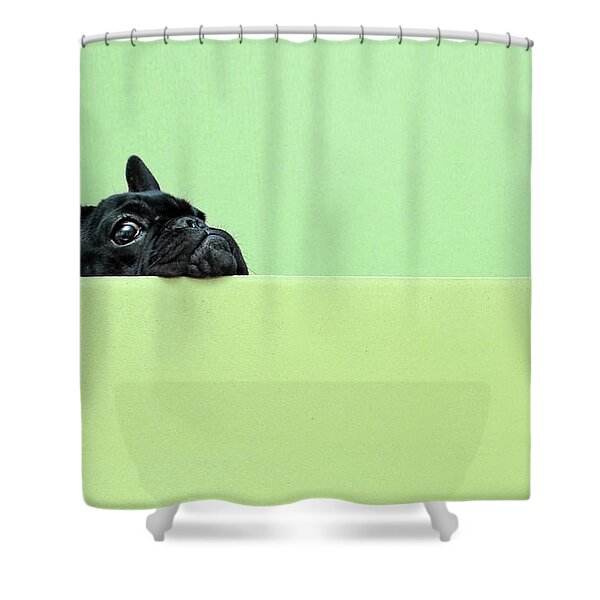 Curious Bulldog Peek Shower Curtain