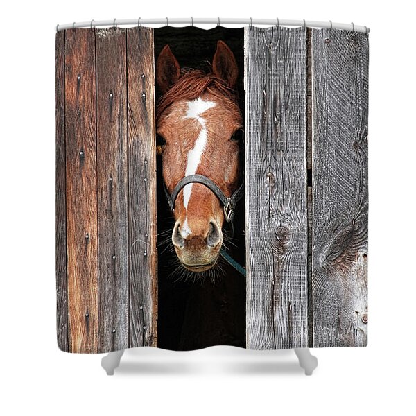 Curious Horse in Barn Doorway Shower Curtain