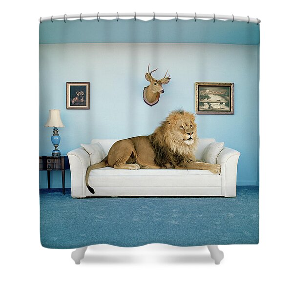 Lion on a White Sofa Shower Curtain