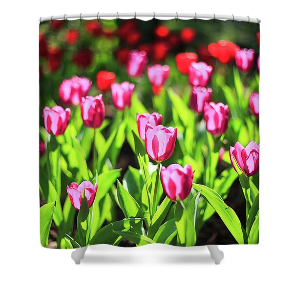 Vibrant Tulip Garden Shower Curtain