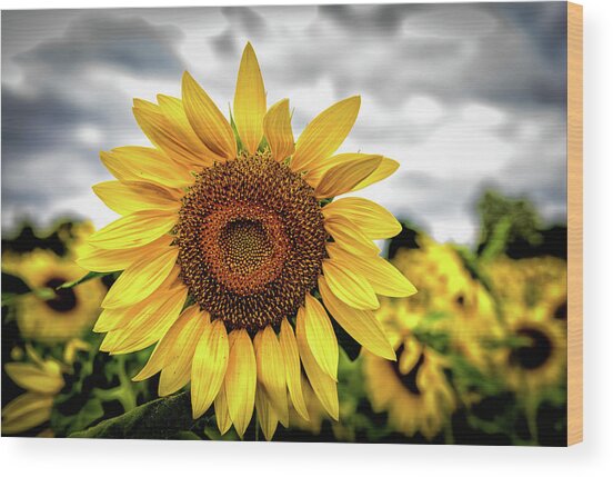 Sunshine Wood Print
