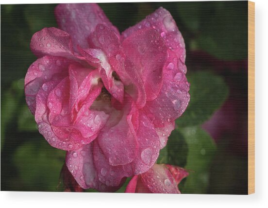 A Rose In The Morning Wood Print