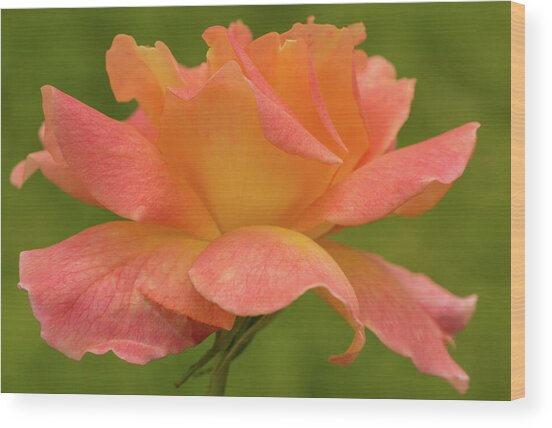 Friendly Rose Wood Print