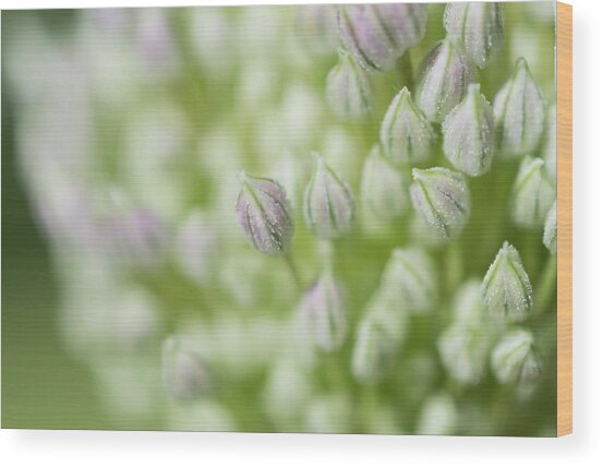 Garlic Flower Wood Print