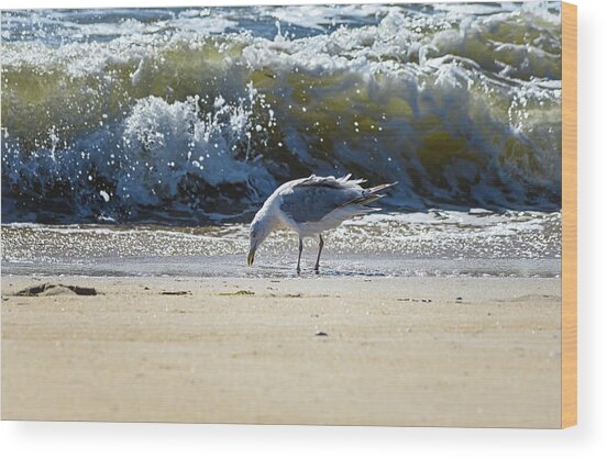 Gull In The Surf Wood Print
