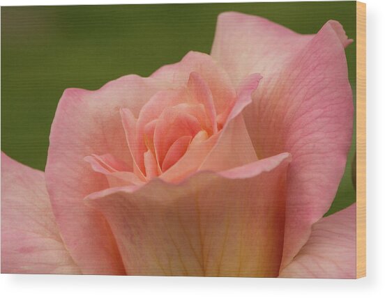 Peach Rose Opening Wood Print