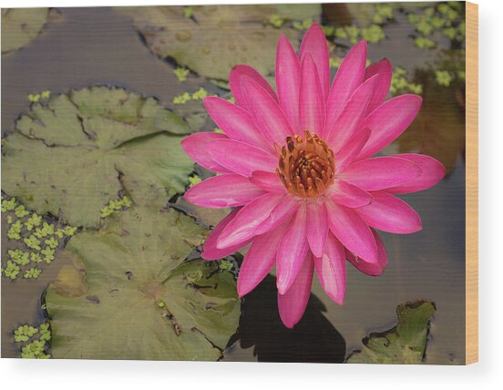 Pink And Orange Water Lily Wood Print