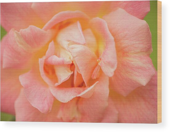 Rose Awakening Wood Print