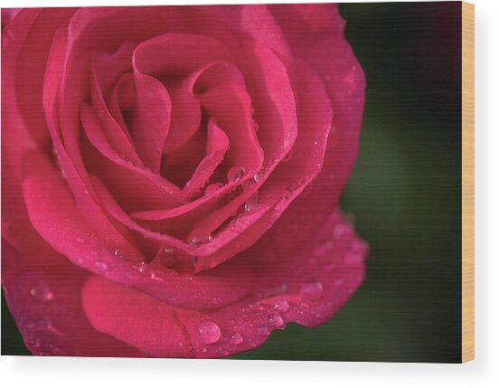 Spring Morning In The Rose Garden Wood Print