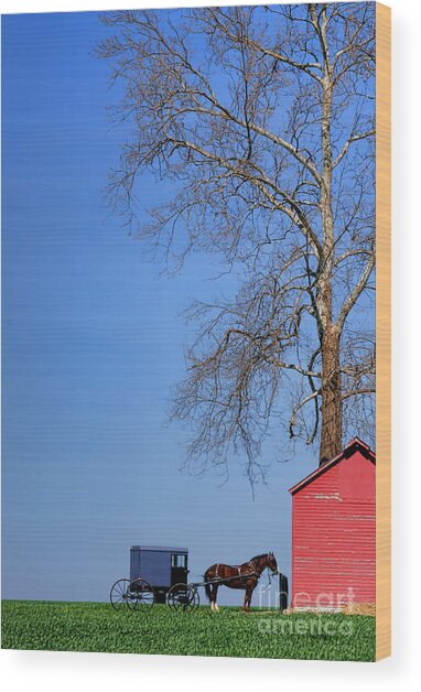 Horse-Drawn Carriage by Red Shed Wood Print