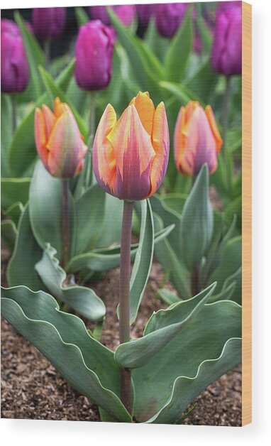 Springtime Tulips Wood Print