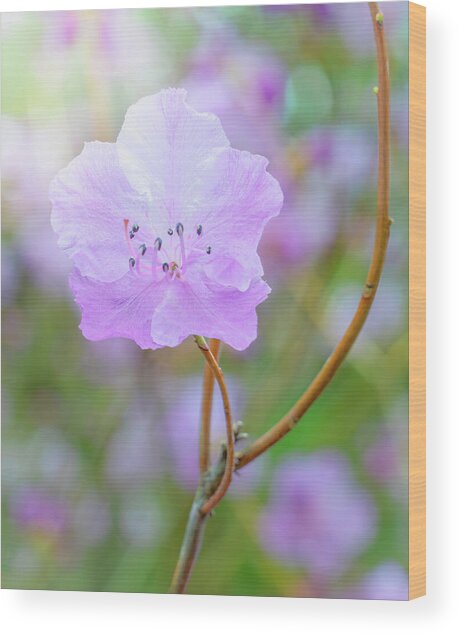 Springtime Rhododendron Wood Print