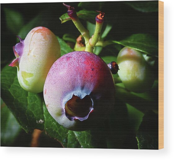 Blueberry Blush Wood Print