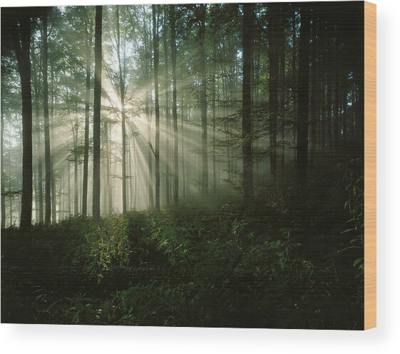 Sun Bursting Through Trees #2 Wood Print