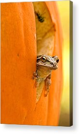 Shop for Wild Acrylic Prints