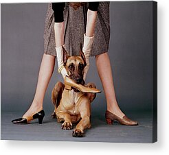 Shop for Dog Acrylic Prints
