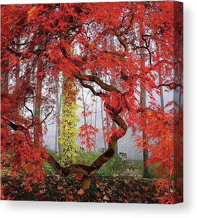 Nature Canvas Prints