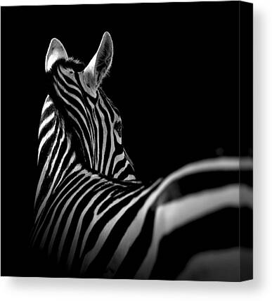Animal Wall Art for Sale by Lukas Holas