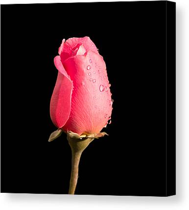 Shop for Nature Canvas Prints