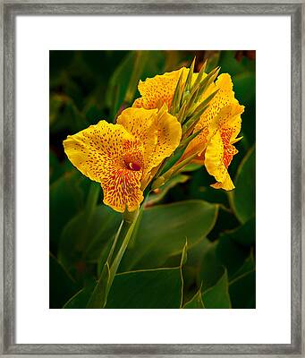 Natural Framed Prints
