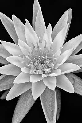 Nature Art Prints
