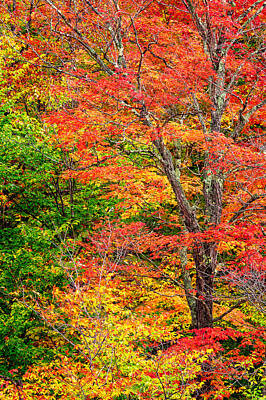 Fall Art Prints