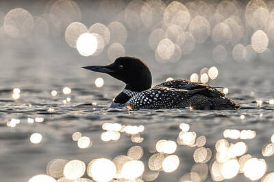 James Overesch Wall Art